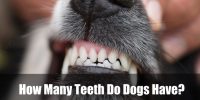 How Many Teeth Do Dogs Have