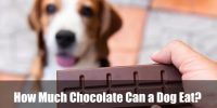 How Much Chocolate Can a Dog Eat