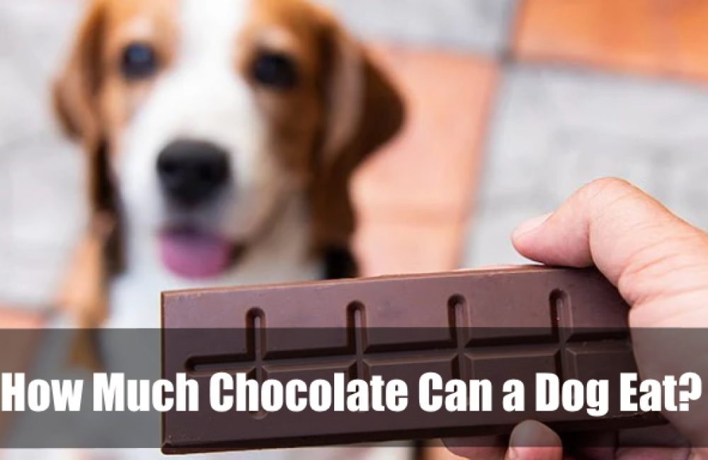 How Much Chocolate Can a Dog Eat