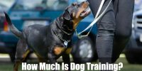 How Much Is Dog Training