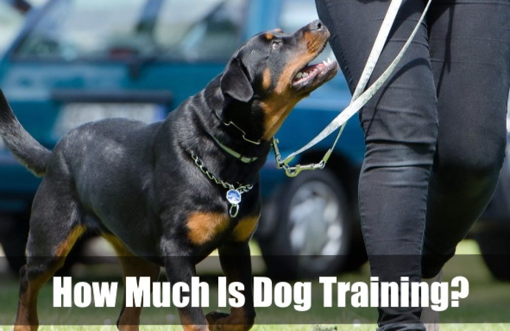 How Much Is Dog Training