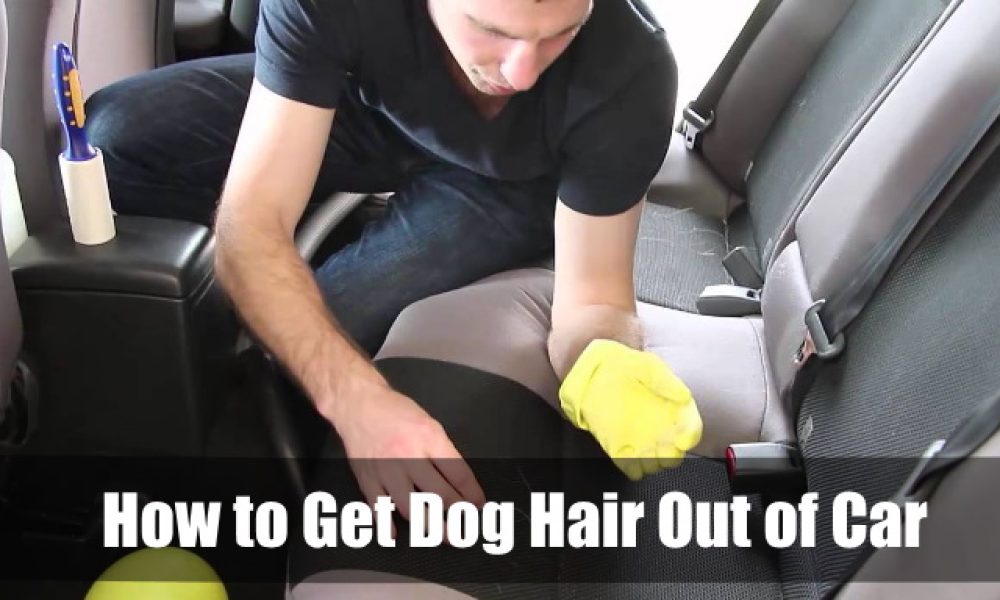 How to Get Dog Hair Out of Car