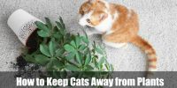 How to Keep Cats Away from Plants