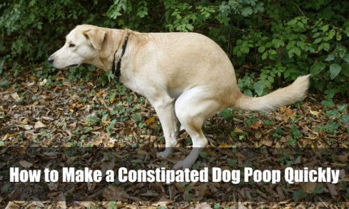 How to Make a Constipated Dog Poop Quickly