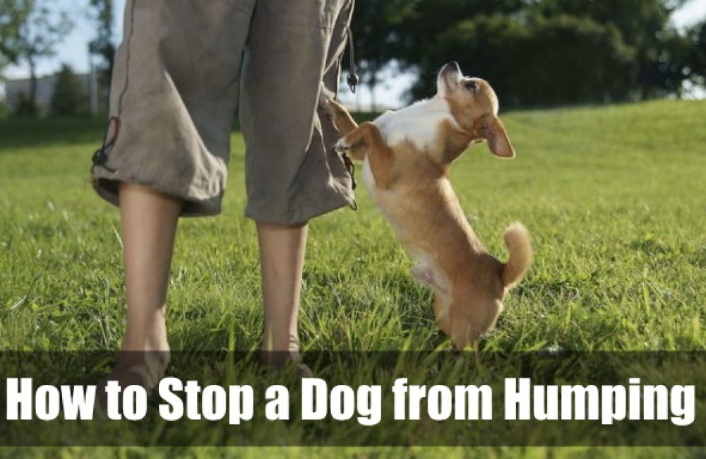 How to Stop a Dog from Humping