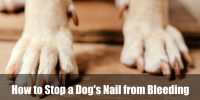 How to Stop a Dog's Nail from Bleeding