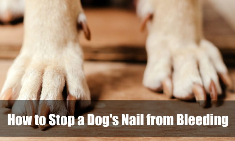 How to Stop a Dog's Nail from Bleeding