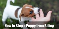 How to Stop a Puppy from Biting
