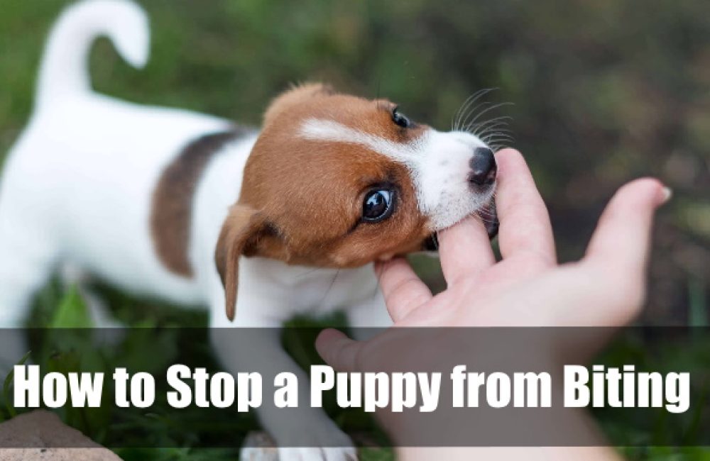 How to Stop a Puppy from Biting