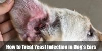 How to Treat Yeast Infection in Dog's Ears