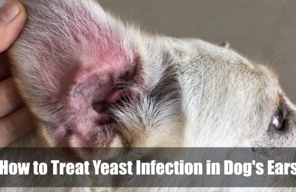 How to Treat Yeast Infection in Dog's Ears