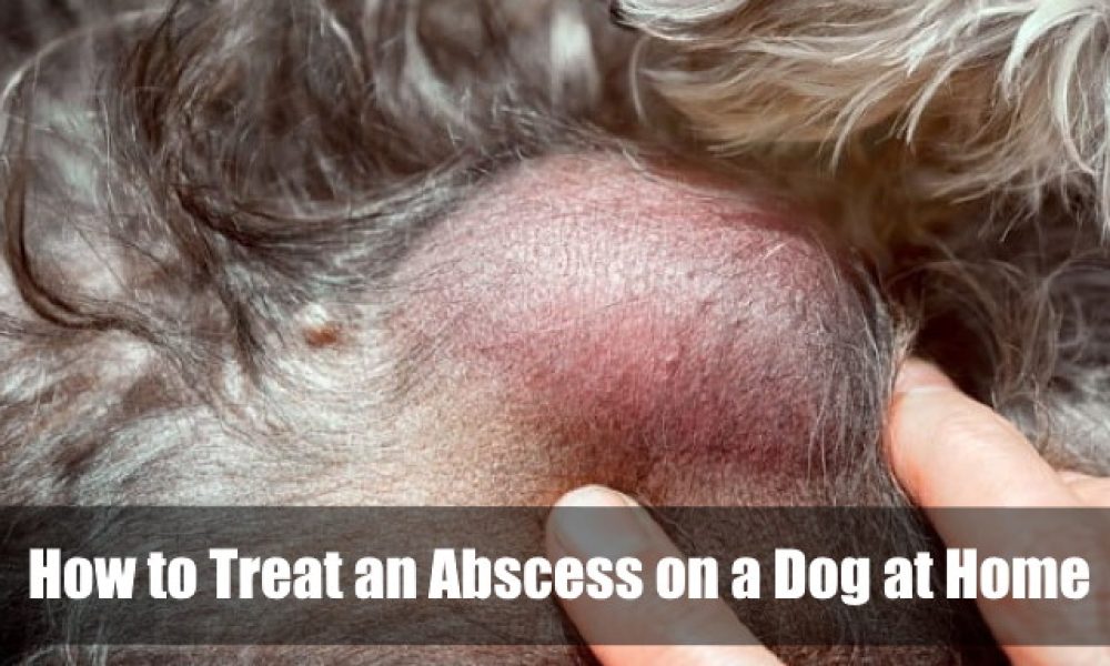 How to Treat an Abscess on a Dog at Home