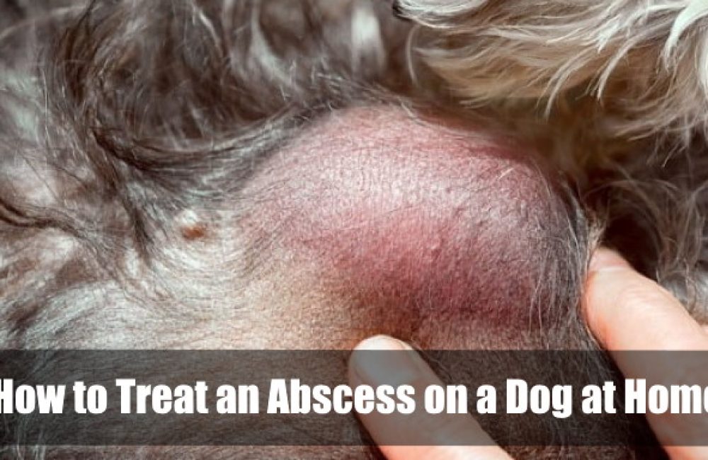 How to Treat an Abscess on a Dog at Home