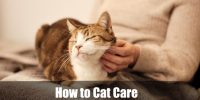 How to cat care