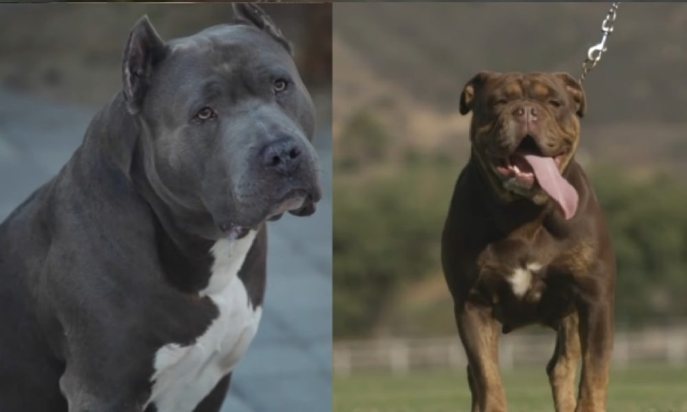 Pitbull vs Bulldog