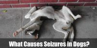 What Causes Seizures in Dogs