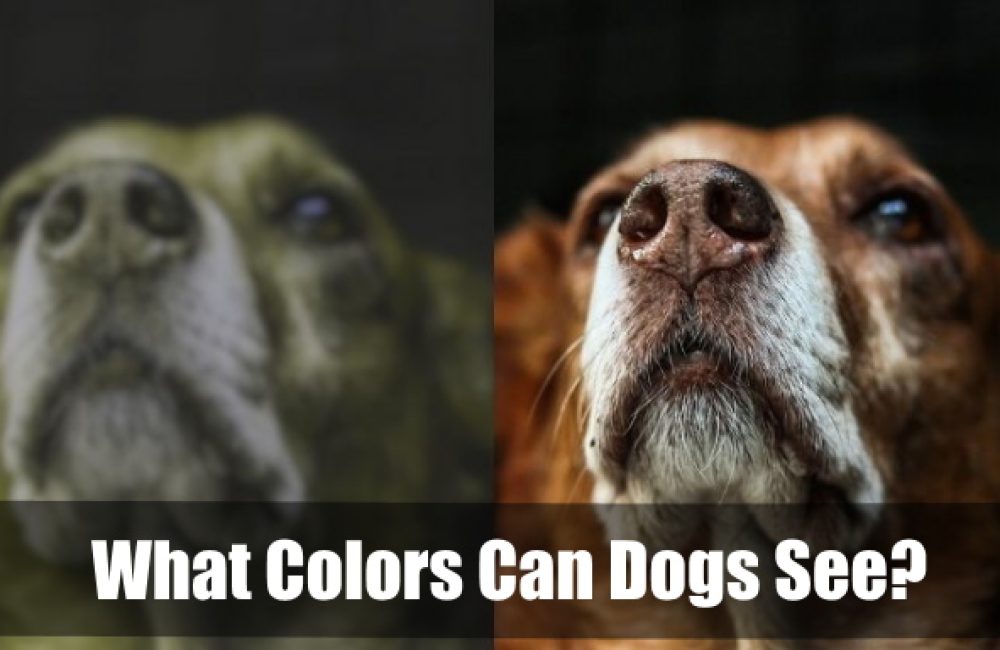 What Colors Can Dogs See