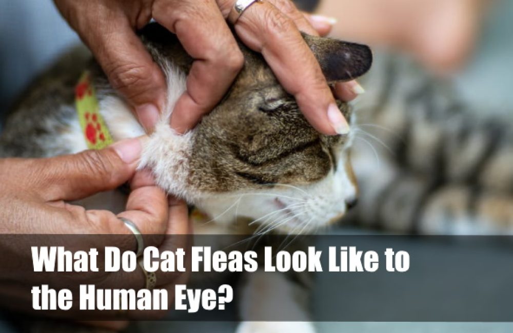 What Do Cat Fleas Look Like to the Human Eye