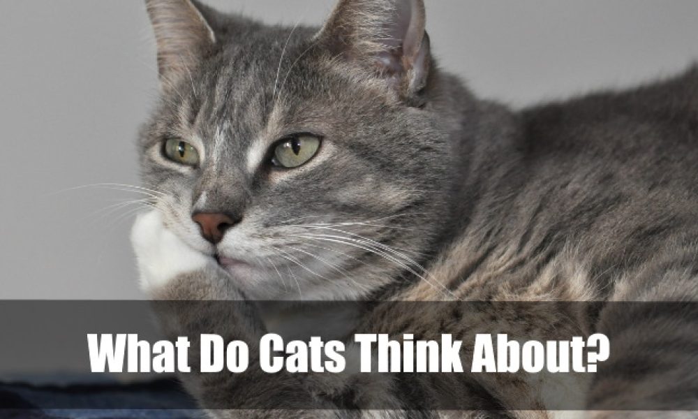 What Do Cats Think About