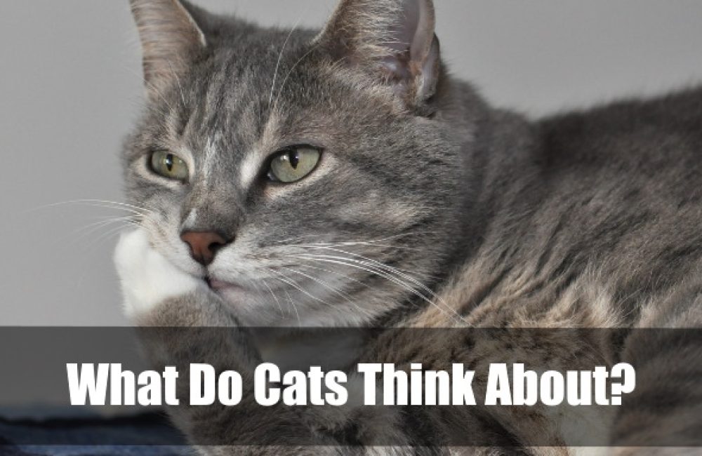 What Do Cats Think About