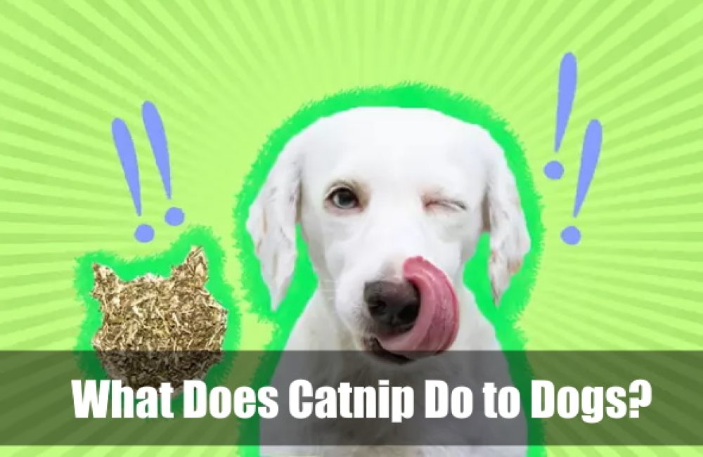 What Does Catnip Do to Dogs