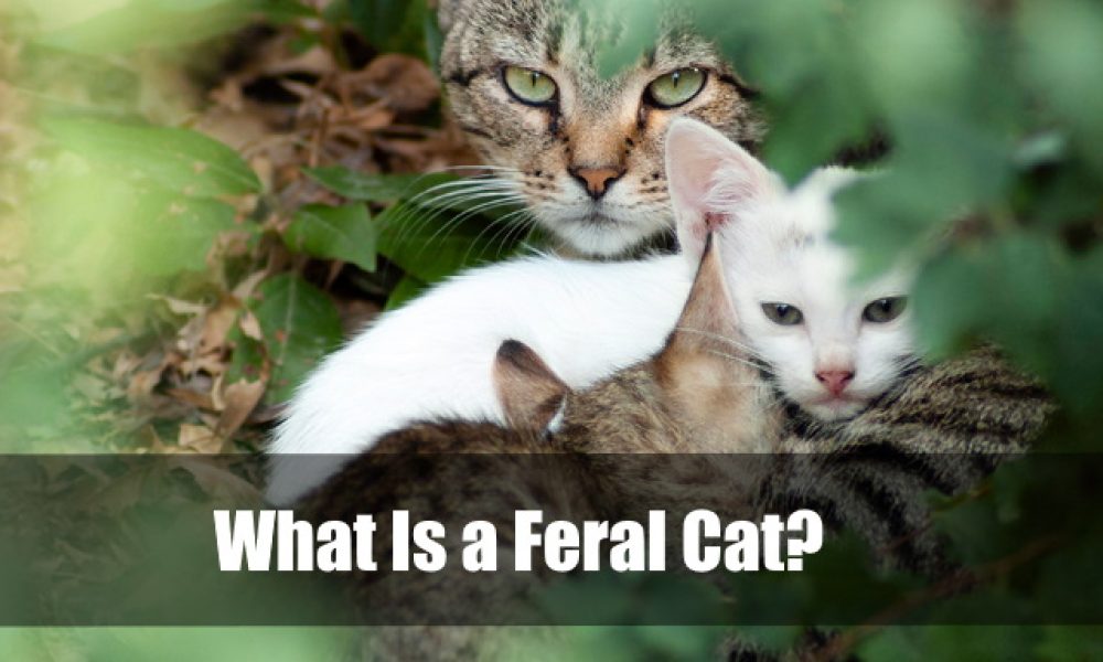What Is a Feral Cat