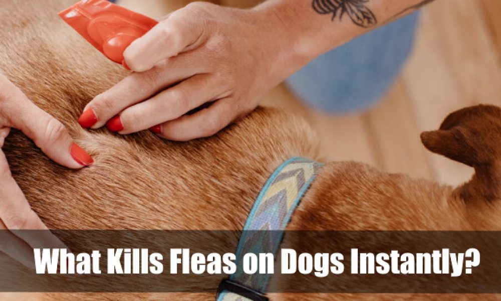What Kills Fleas on Dogs Instantly