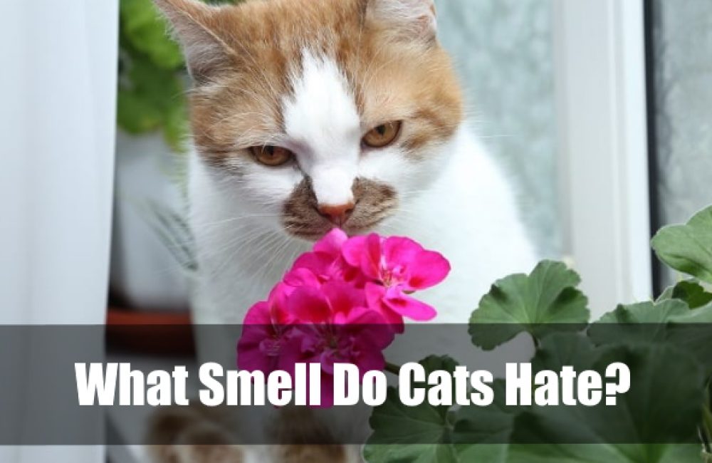 What Smell Do Cats Hate
