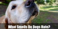 What Smells Do Dogs Hate