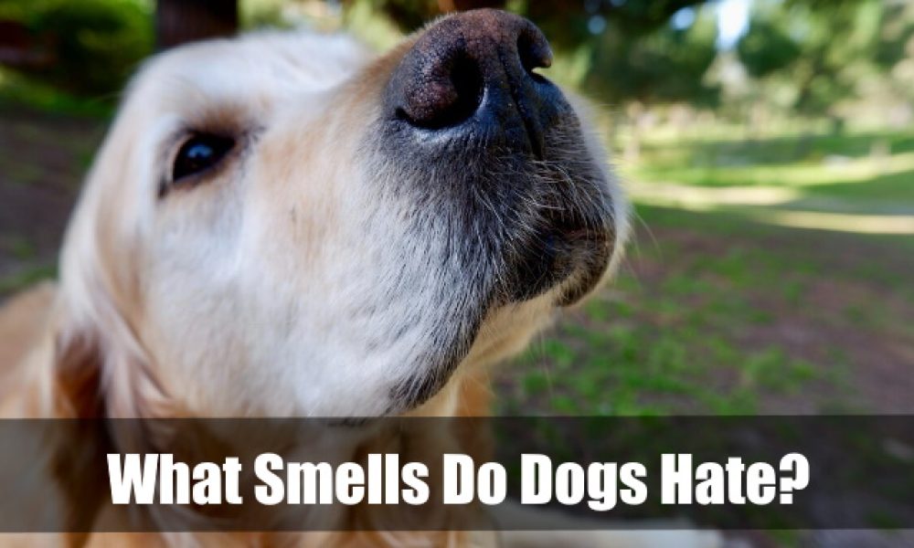 What Smells Do Dogs Hate
