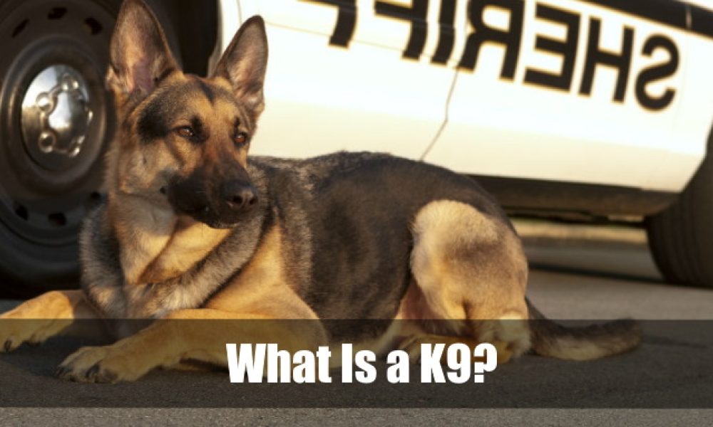 What is a k9