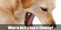 What to Do If a Dog Is Choking