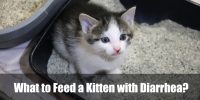 What to Feed a Kitten with Diarrhea