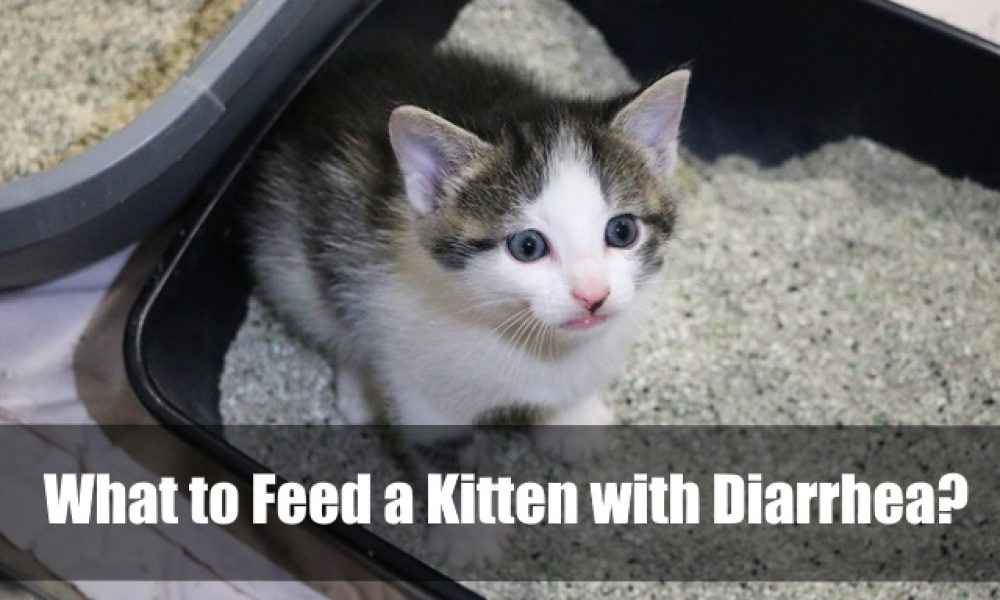 What to Feed a Kitten with Diarrhea