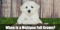 When Is a Maltipoo Full Grown