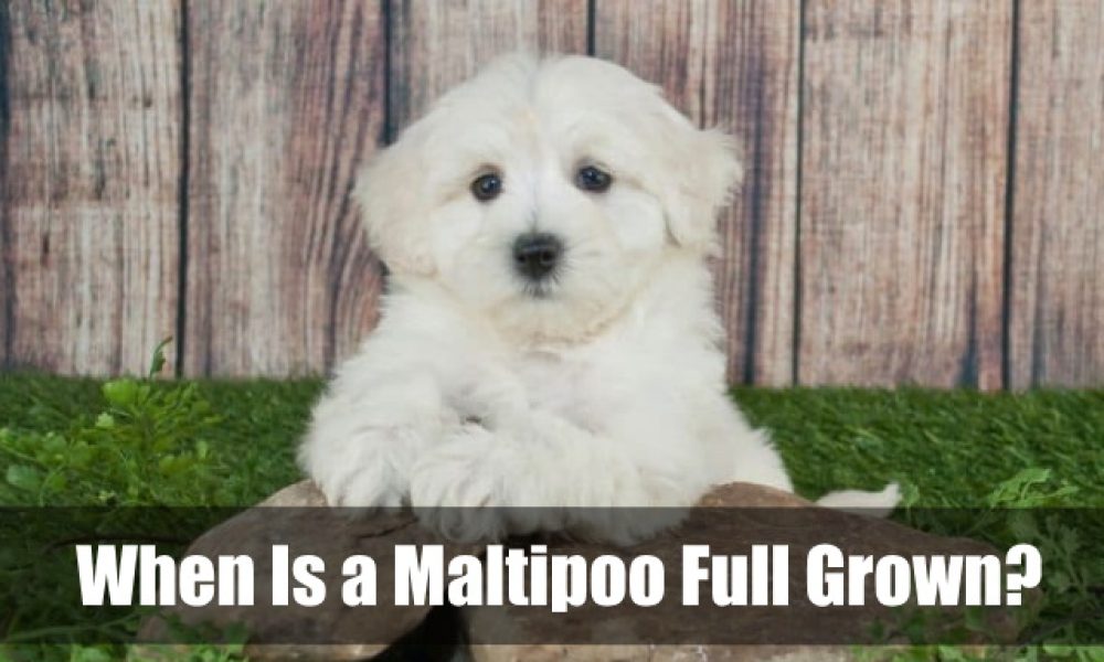 When Is a Maltipoo Full Grown