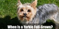 When Is a Yorkie Full-Grown