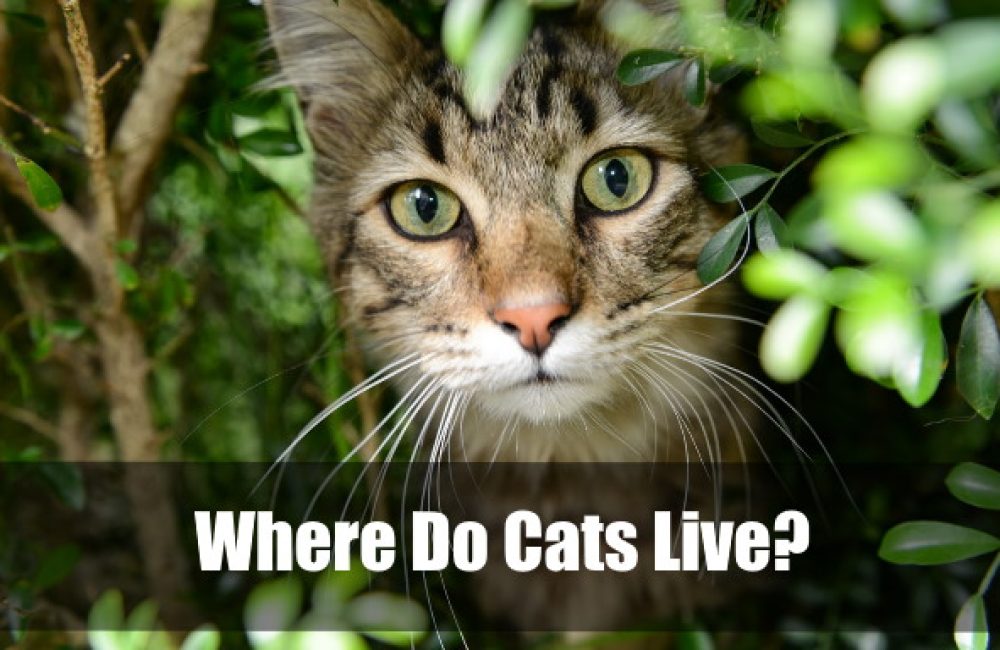 Where Do Cats Live
