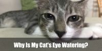Why Is My Cat's Eye Watering