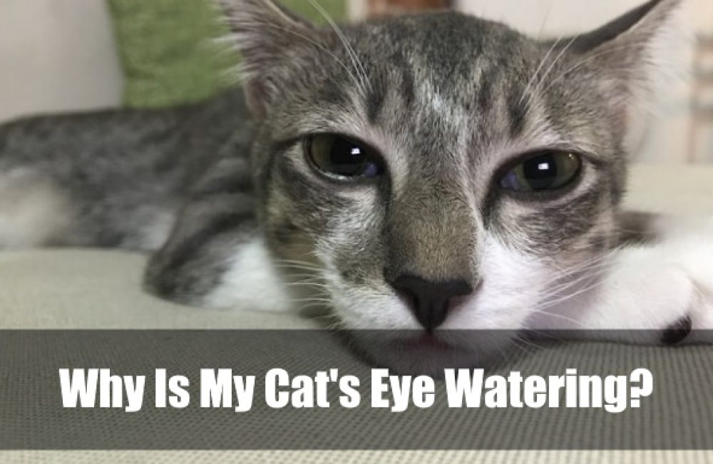 Why Is My Cat's Eye Watering