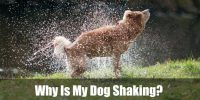 Why Is My Dog Shaking