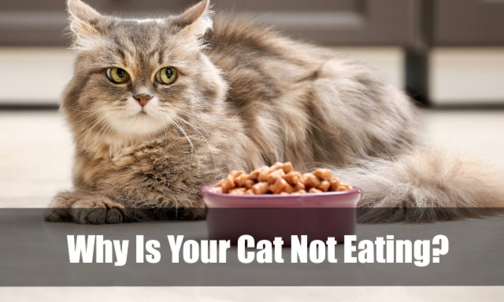 Why Is Your Cat Not Eating