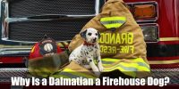 Why Is a Dalmatian a Firehouse Dog