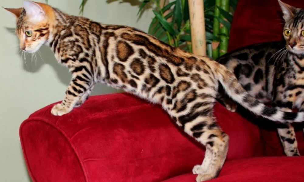 are bengal cats hypoallergenic
