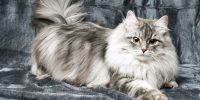 are siberian cats hypoallergenic