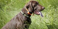 best shock collar for large dogs
