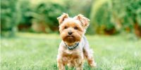 best shock collar for small dogs