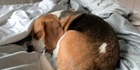 how big do beagles get
