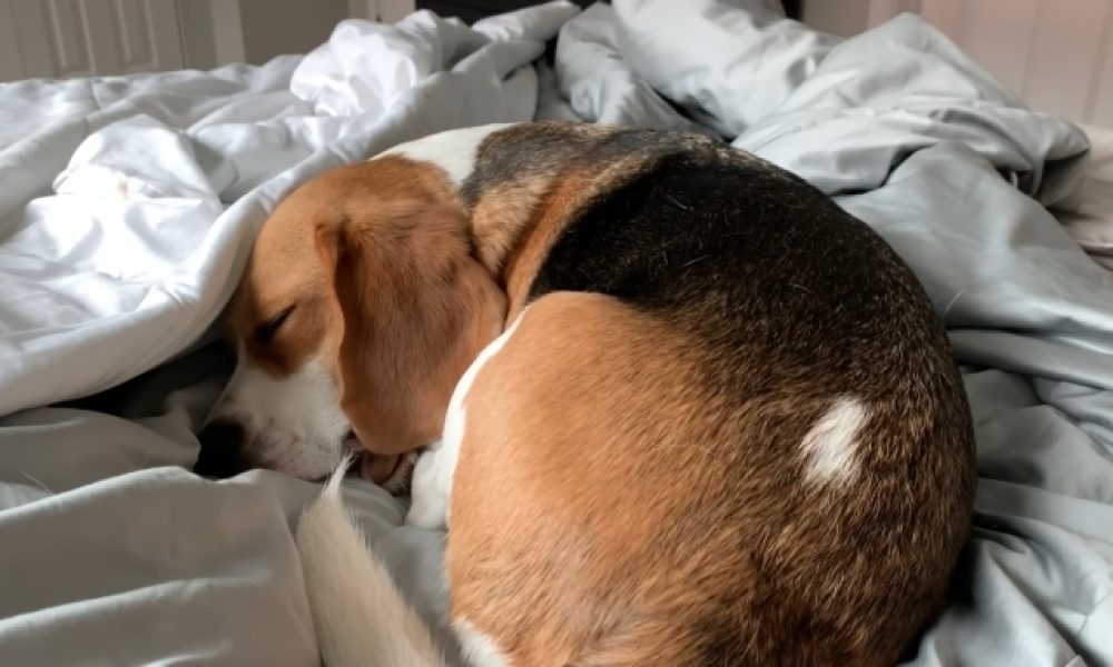 how big do beagles get