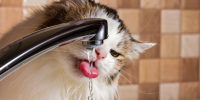 how long can a cat go without water